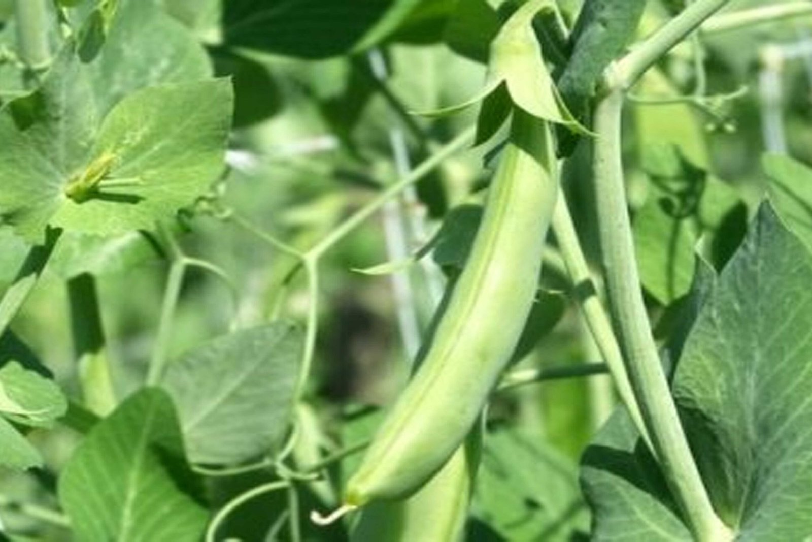 Kenagro Suppliers Ltd