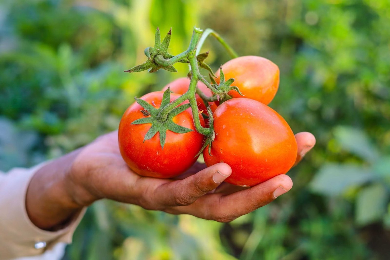 Kilolo Agro Supplier