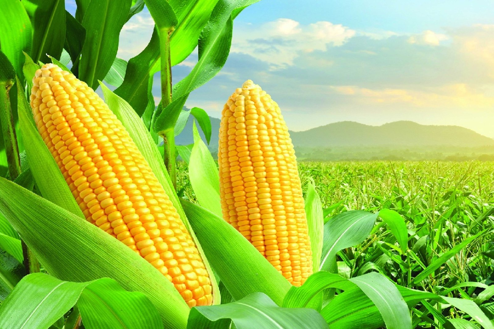 Kenagro Suppliers Ltd