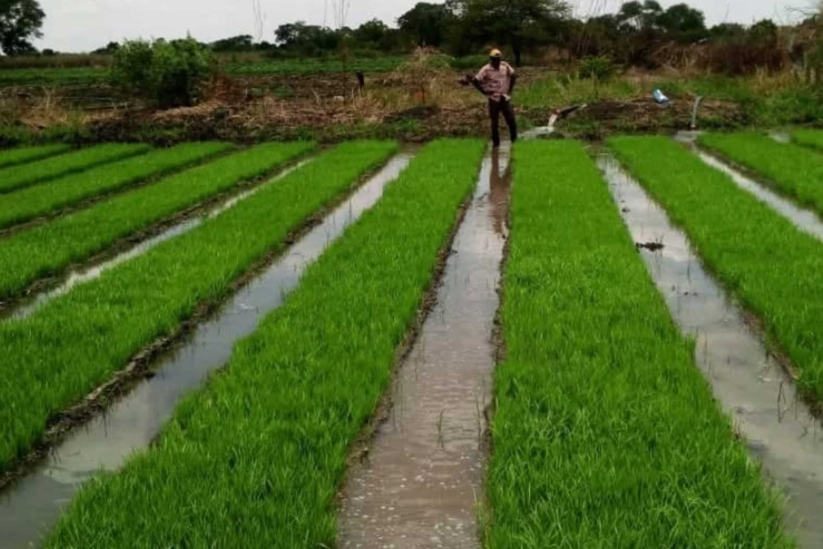 J & J Agricultural Co. Ltd